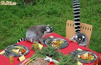 Kerti piknik hívatlan vendégekkel!
