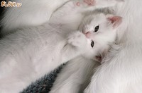 Csodás fehér cica