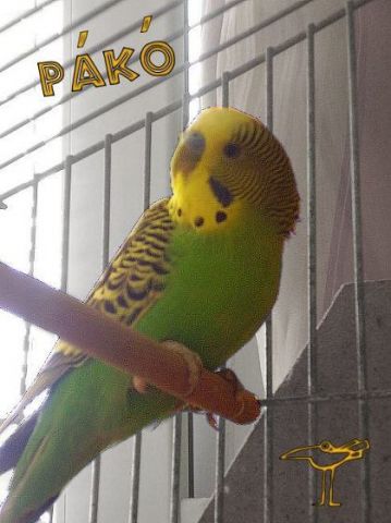 Hullámos papagáj