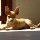 Kutya Chihuahua