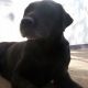 Kutya Labrador retriever