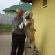 Kutya Közép-ázsiai juhász