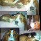 Kutya Basset hound