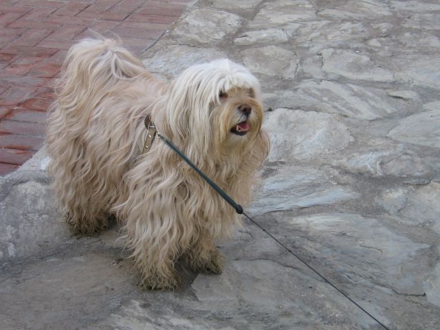 Tibeti terrier