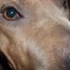 Kutya Amerikai staffordshire terrier