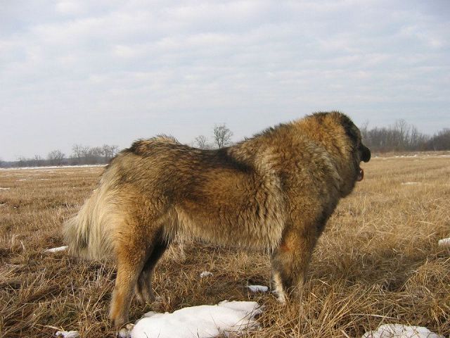 Kaukázusi juhászkutya