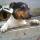 Cs-B Rusty Wallace, Jack Russel terrier