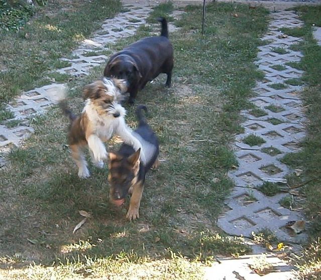 Tibeti terrier