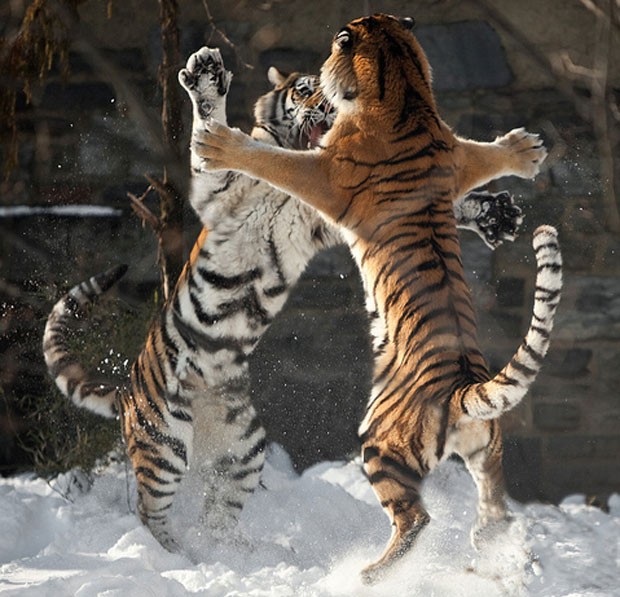 tigris, ugrik, hó, gyerek