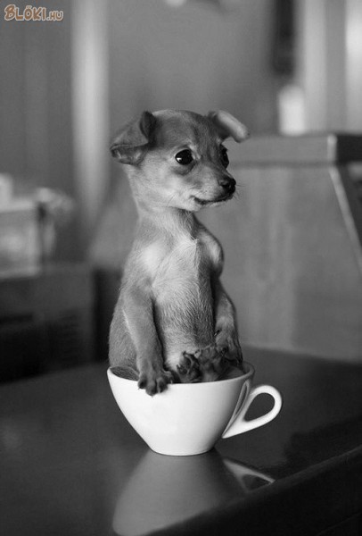 kutya, csésze