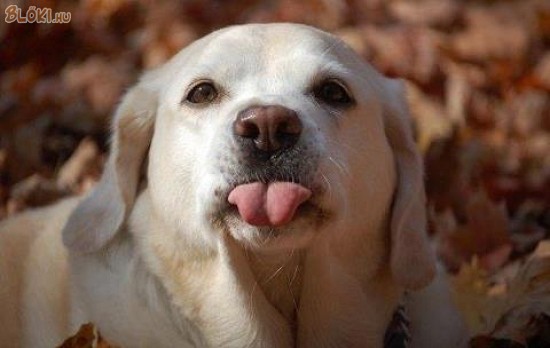 kutya, nyelv