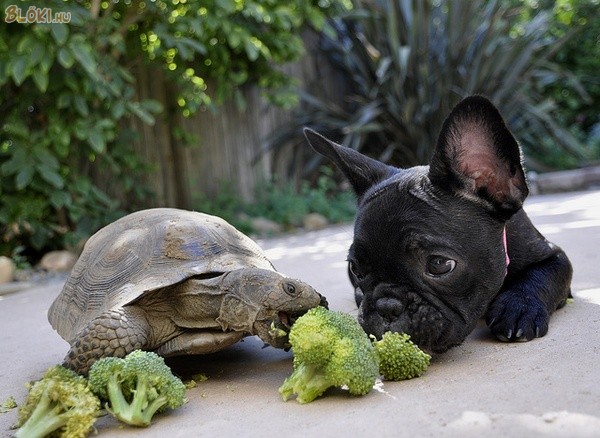kutya, teknős, brokkoli