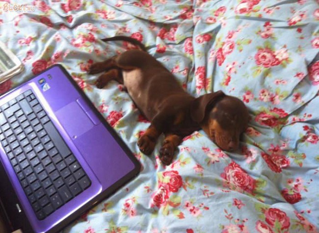 kutya, laptop