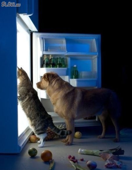kutya, macska, hűtő
