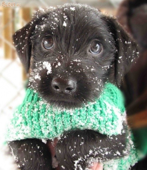 kutya, aranyos, hó