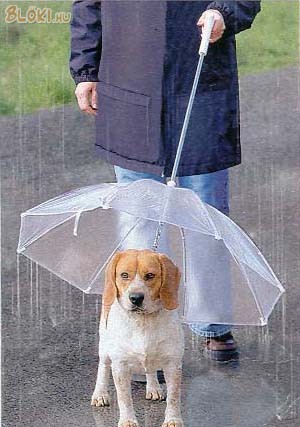 kutya, eső