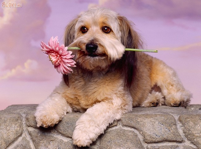kutya, virág, nőnap