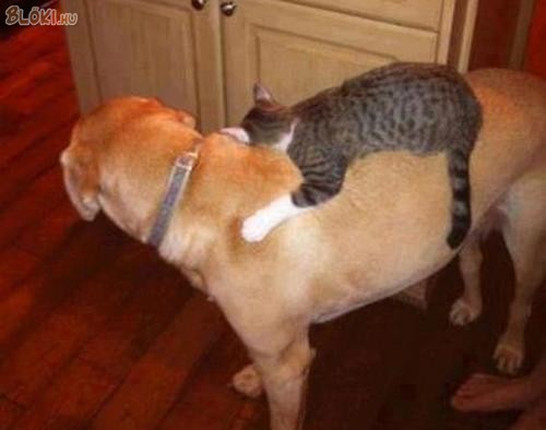 cica, macska, kutya