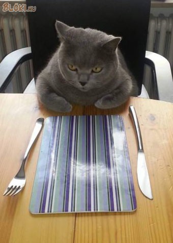 macska, asztal