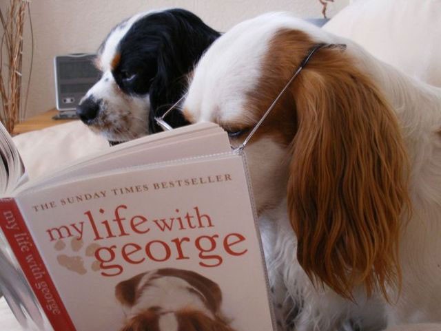 kutya, olvas, pár