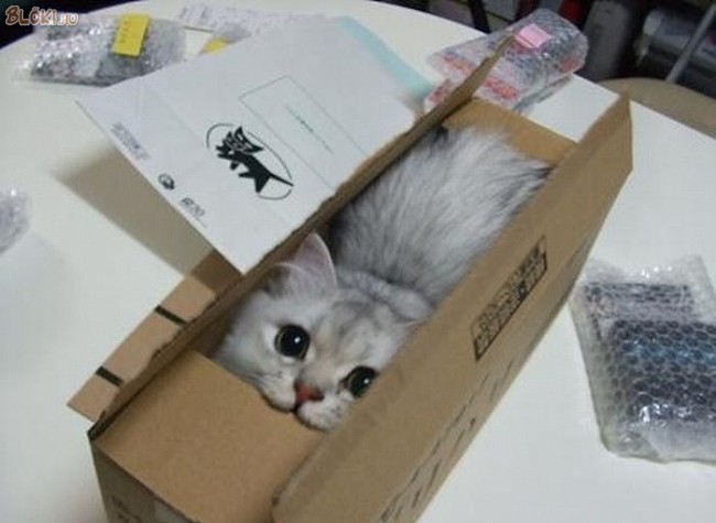 cica, macska, doboz