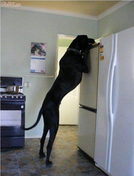 kutya, hűtő