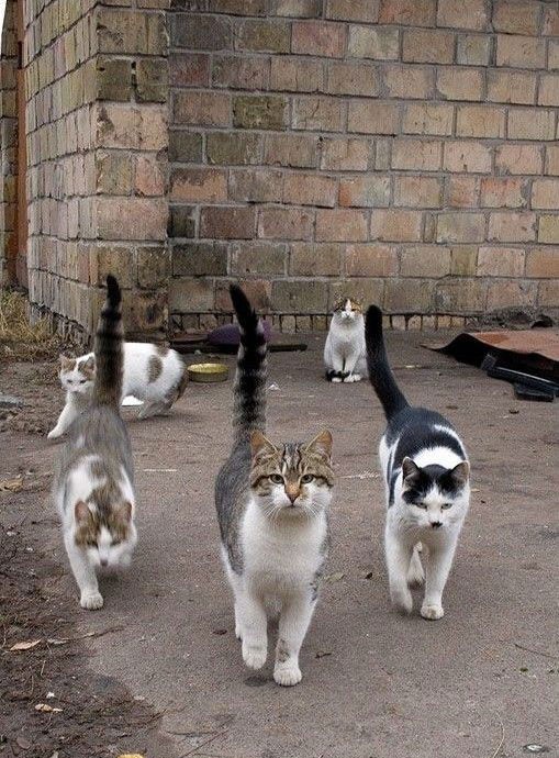 macska, utca, vad