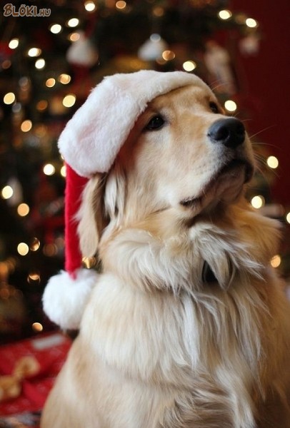 kutya, sapka, karácsony