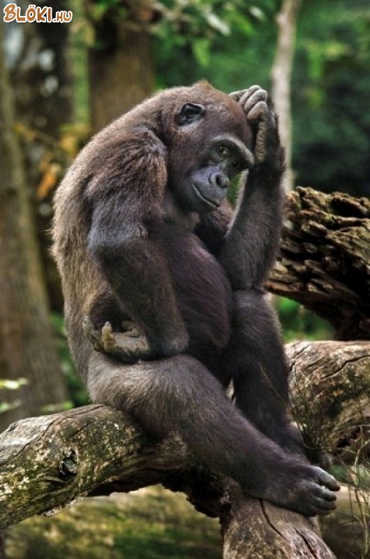 gorilla, gondolkozik
