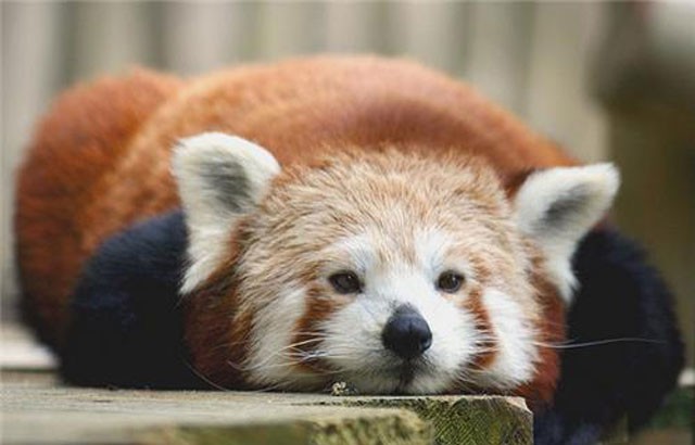 vörös panda, fekszik, munka