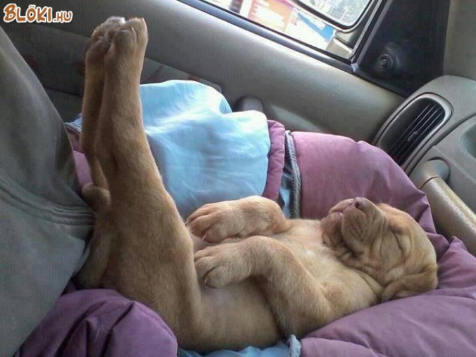 kutya, hanyatt, autó, alszik
