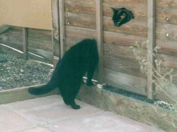 cica, fekete, kerítés