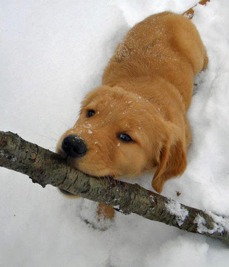 kutya, faág, hó