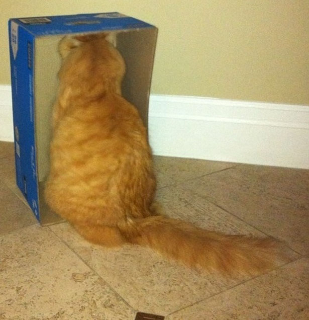 cica, macska, doboz