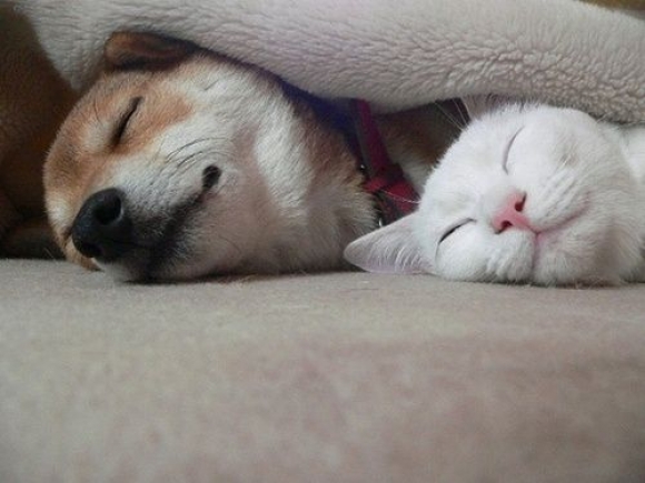 cica, macska, kutya, alszik