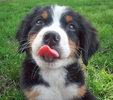 kutya, nyelv