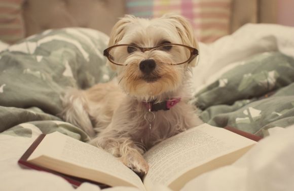 kutya, könyv