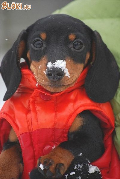 kutya, tacsi, havas