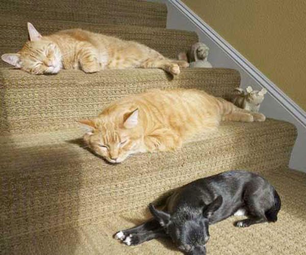 kutya, macska, lépcső, napfény
