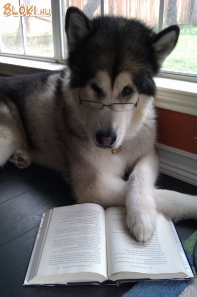 kutya, könyv