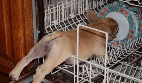 kutya, mosogatógép