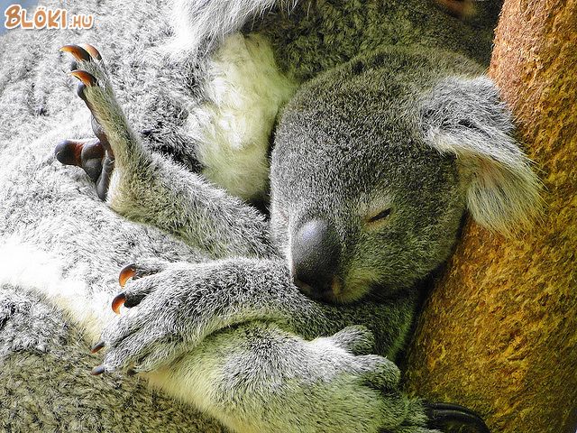 koala