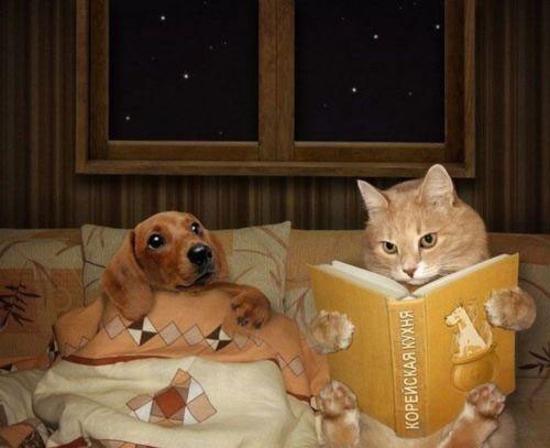 macska, kutya, ágy, könyv, mese