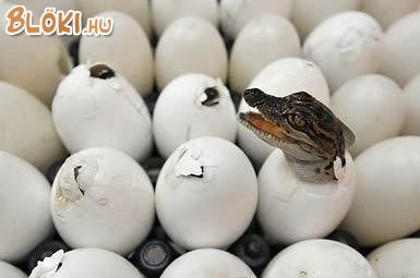 krokodil, tojás