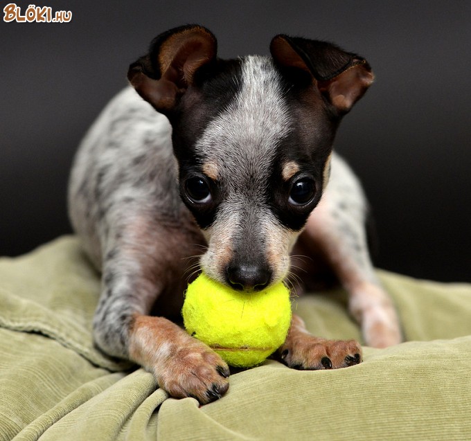 kutya, tenisz, labda