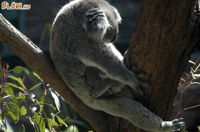 koala