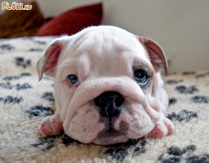 kutya, bulldog