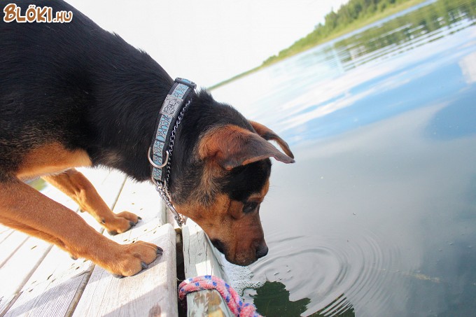 kutya, tó