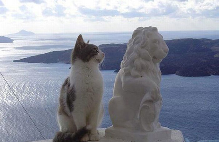 macska, szobor, kilátás