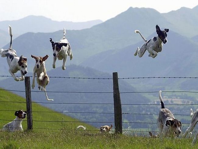 kutya, kerítés, repül